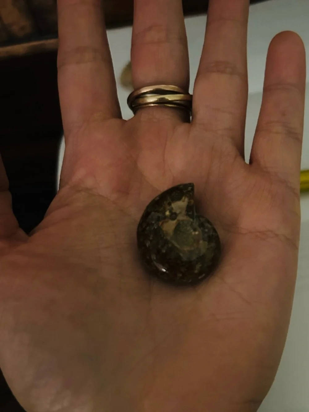 Ammonite Fossil